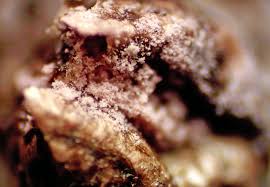 Attēlu rezultāti vaicājumam “Lycogala roseosporum macro”