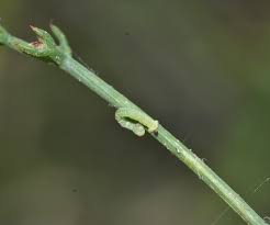 Attēlu rezultāti vaicājumam “Eupithecia centaureata”