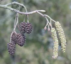 Attēlu rezultāti vaicājumam “Alnus glutinosa flower”