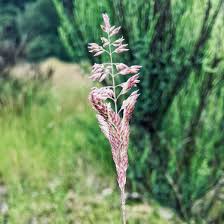 Attēlu rezultāti vaicājumam “Holcus lanatus”