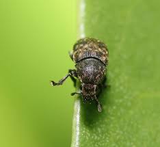 Attēlu rezultāti vaicājumam “Anthribus nebulosus”