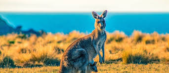 Image result for Reading Kangaroos