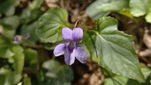 Attēlu rezultāti vaicājumam “Viola reichenbachiana”