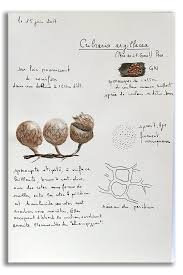 Attēlu rezultāti vaicājumam “Cribraria argillacea spores”