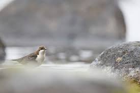 Attēlu rezultāti vaicājumam “Cinclus cinclus”