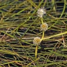 Attēlu rezultāti vaicājumam “Sparganiaceae”