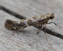 Attēlu rezultāti vaicājumam “Gelechia scotinella”