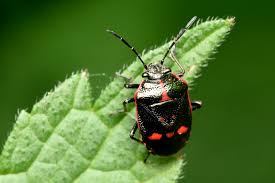 Attēlu rezultāti vaicājumam “Eurydema oleracea imago”