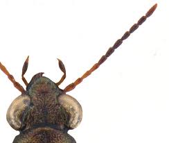 Attēlu rezultāti vaicājumam “Asaphidion pallipes”