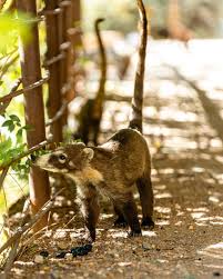 Attēlu rezultāti vaicājumam “Enteridium corticatum”