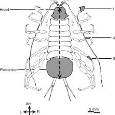 Attēlu rezultāti vaicājumam “Asellus aquaticus”