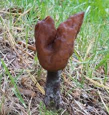 Attēlu rezultāti vaicājumam “Gyromitra infula”