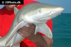 Image result for Carcharhinus perezii