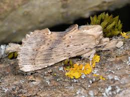 Attēlu rezultāti vaicājumam “Pterostoma palpina larva”