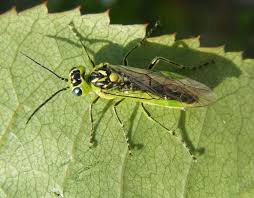 Attēlu rezultāti vaicājumam “Rhogogaster picta”