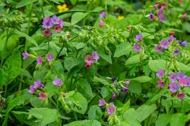 Attēlu rezultāti vaicājumam “Pulmonaria obscura leaf”