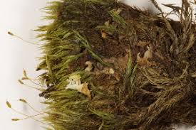 Attēlu rezultāti vaicājumam “Dicranum leioneuron”