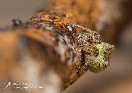 Attēlu rezultāti vaicājumam “Gibbaranea gibbosa”