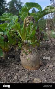 Image result for Mangold