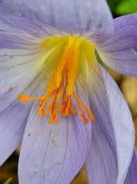 Attēlu rezultāti vaicājumam “Crocus speciosus”