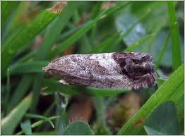 Attēlu rezultāti vaicājumam “Cydia splendana”