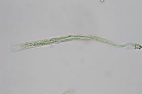 Attēlu rezultāti vaicājumam “Hymenoscyphus calyculus”