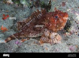 Image result for Scorpaena porcus