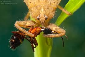 Attēlu rezultāti vaicājumam “Nepa cinerea imago”