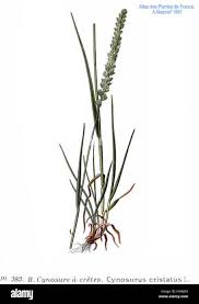 Attēlu rezultāti vaicājumam “Cynosurus cristatus fruit”