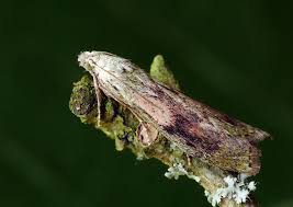 Attēlu rezultāti vaicājumam “Aphomia sociella female”