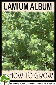 Attēlu rezultāti vaicājumam “Lamium album leaf”