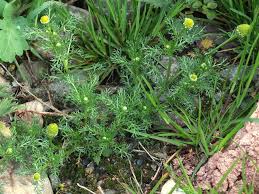 Attēlu rezultāti vaicājumam “Matricaria discoidea”