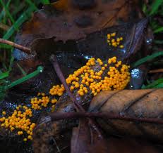 Attēlu rezultāti vaicājumam “Lamproderma ovoideum stalked”