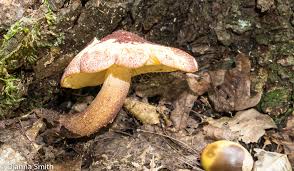 Attēlu rezultāti vaicājumam “Tricholomopsis rutilans”