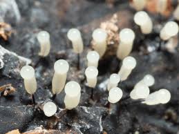 Attēlu rezultāti vaicājumam “Comatricha nigra stalked”