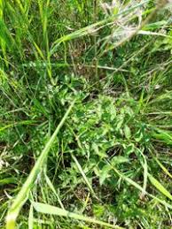 Attēlu rezultāti vaicājumam “Angelica palustris”