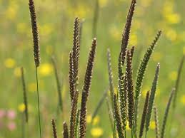 Attēlu rezultāti vaicājumam “Cynosurus cristatus flower”