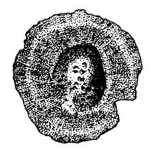 Attēlu rezultāti vaicājumam “Linaria vulgaris fruit”