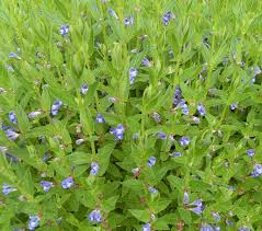Attēlu rezultāti vaicājumam “Scutellaria galericulata leaf”