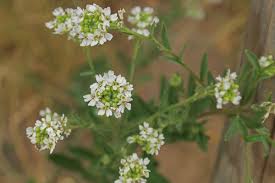 Attēlu rezultāti vaicājumam “Berteroa incana fruit”
