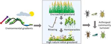 Attēlu rezultāti vaicājumam “Planaphrodes sp.”
