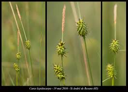 Attēlu rezultāti vaicājumam “Carex lepidocarpa”