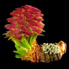 Attēlu rezultāti vaicājumam “Larix kaempferi female flower”