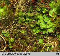 Attēlu rezultāti vaicājumam “Preissia quadrata”