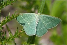 Attēlu rezultāti vaicājumam “Chlorissa viridata”