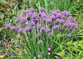 Image result for Allium schoenoprasum