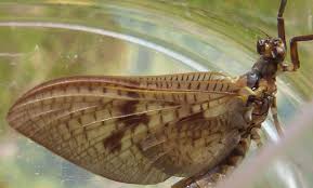 Attēlu rezultāti vaicājumam “Ephemera vulgata”