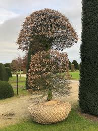 Attēlu rezultāti vaicājumam “Priobium carpini”