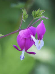 Image result for tränendes Herz