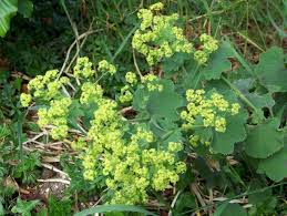 Attēlu rezultāti vaicājumam “Alchemilla vulgaris aggr. bud”